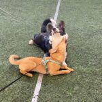 Koerad koolis