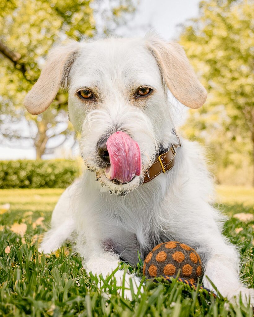funny dog